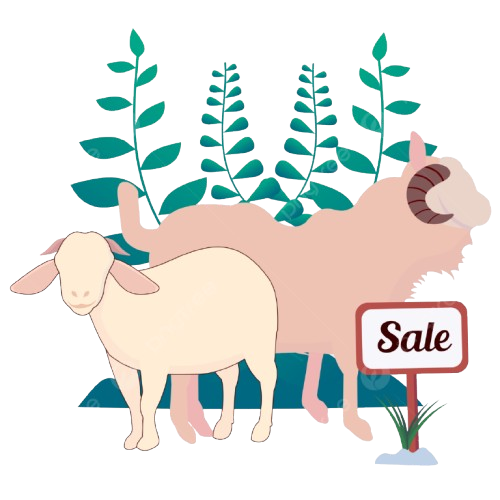 Menggali Potensi Bisnis Hewan Qurban: Peluang dan Legalitas yang Perlu Diketahui